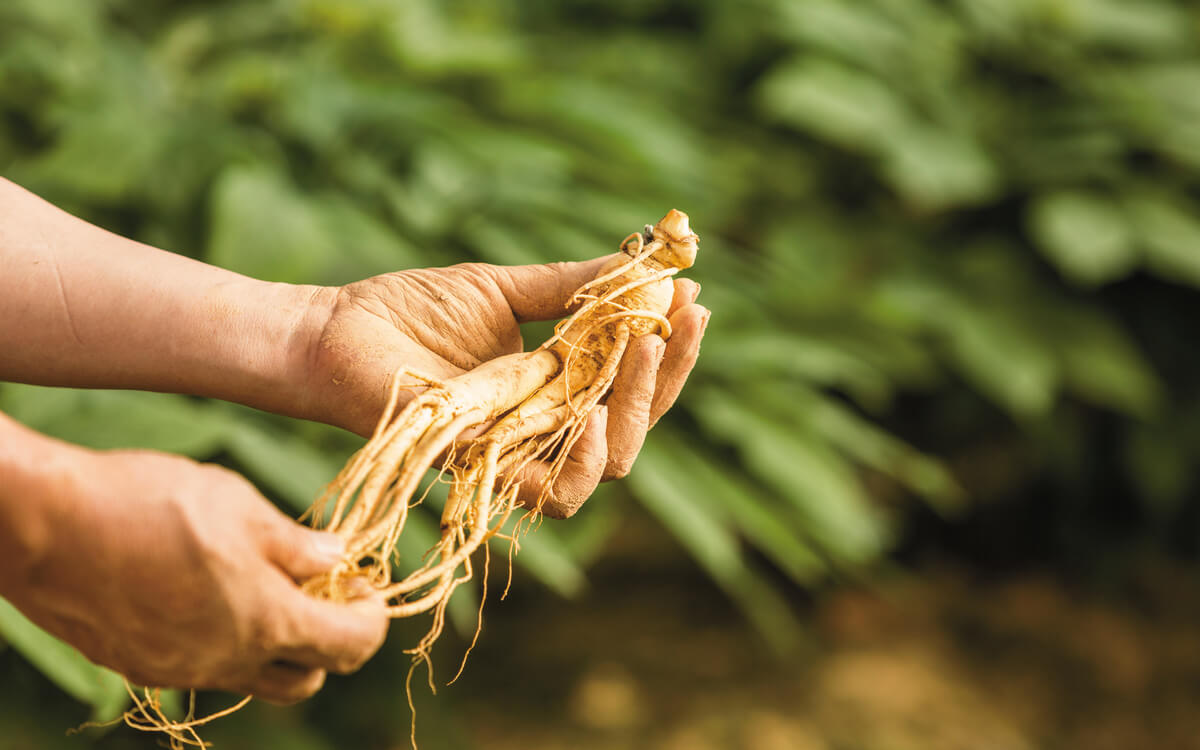 Nhân Sâm Tốt Nhất Trên Thế Giới được Trồng ở đâu