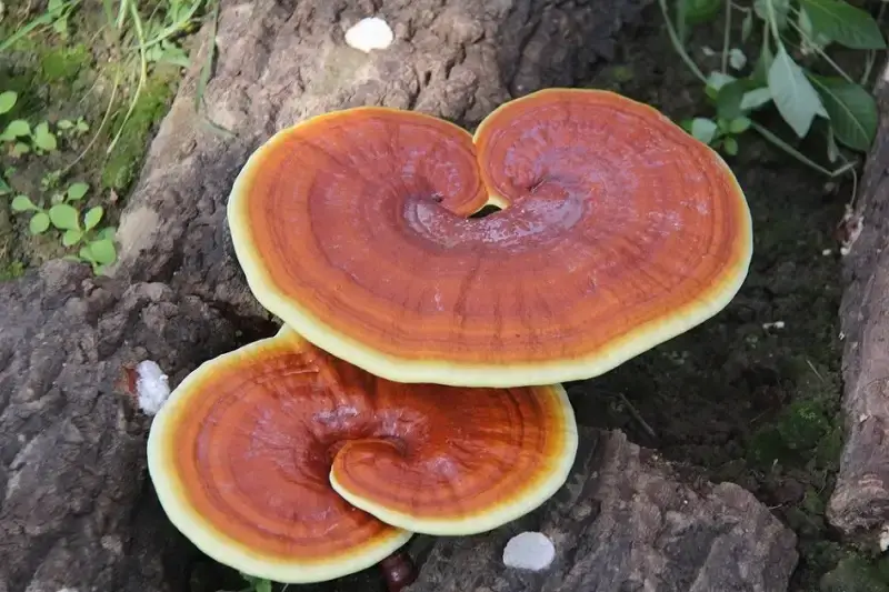 Giới thiệu về Nấm linh chi