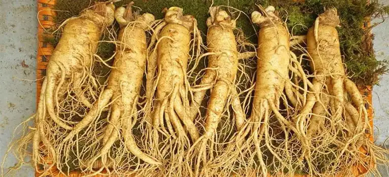 Sâm Hàn Quốc giá sỉ