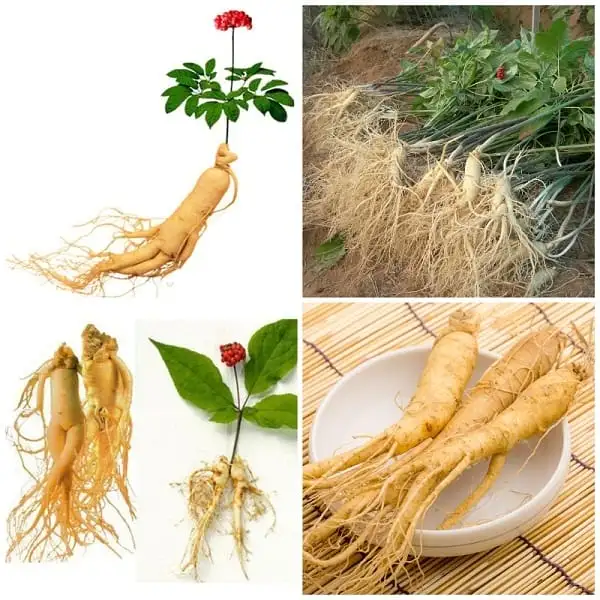 Sâm tươi Hàn Quốc giá bao nhiêu?